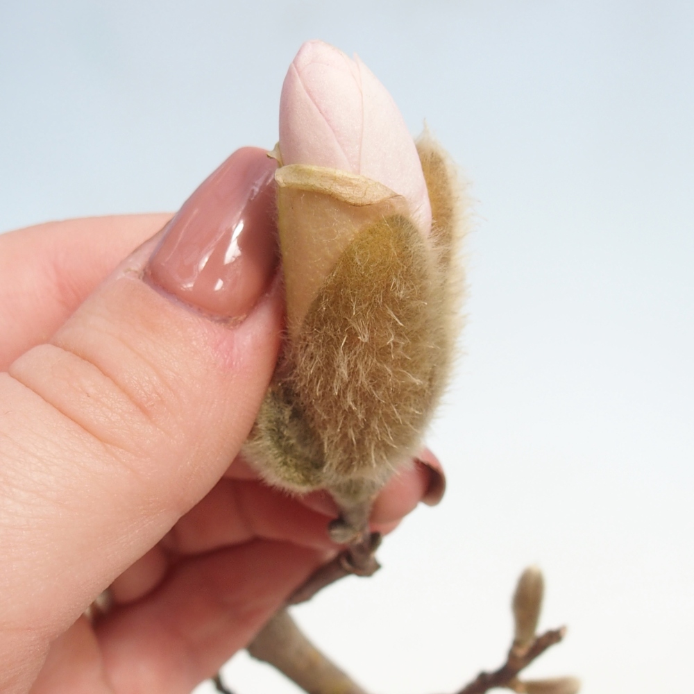 Outdoor bonsai - Magnolia stellata