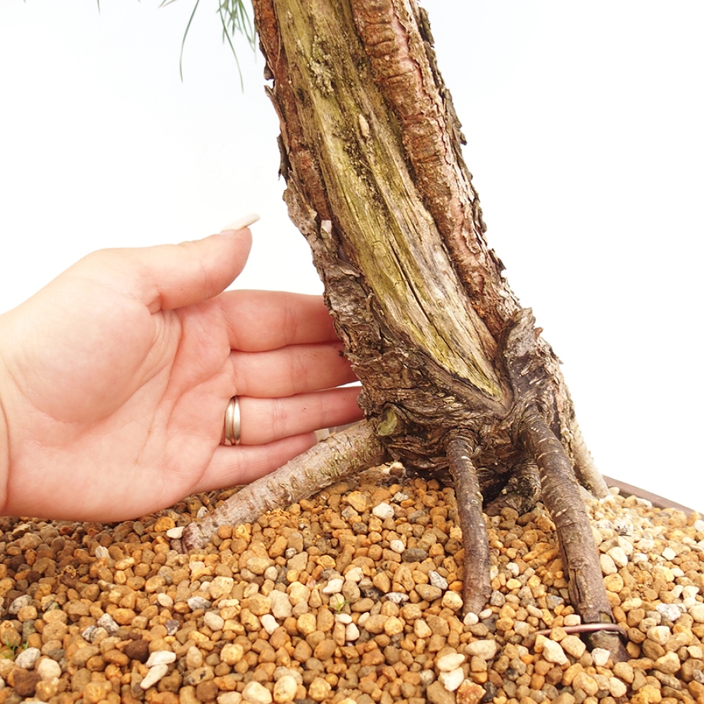 Outdoor bonsai - Pinus thunbergii - Thunberg pine