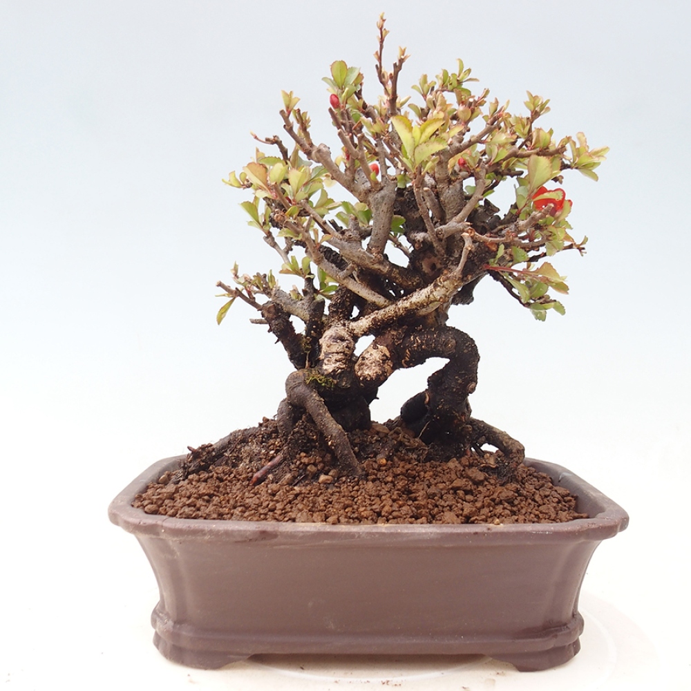 Outdoor bonsai - Chaneomeles speciosa - Quince