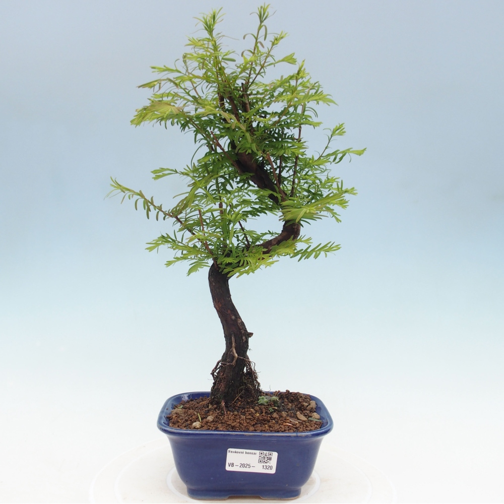 Outdoor bonsai - Metasequoia glyptostroboides - Chinese Metasequoia