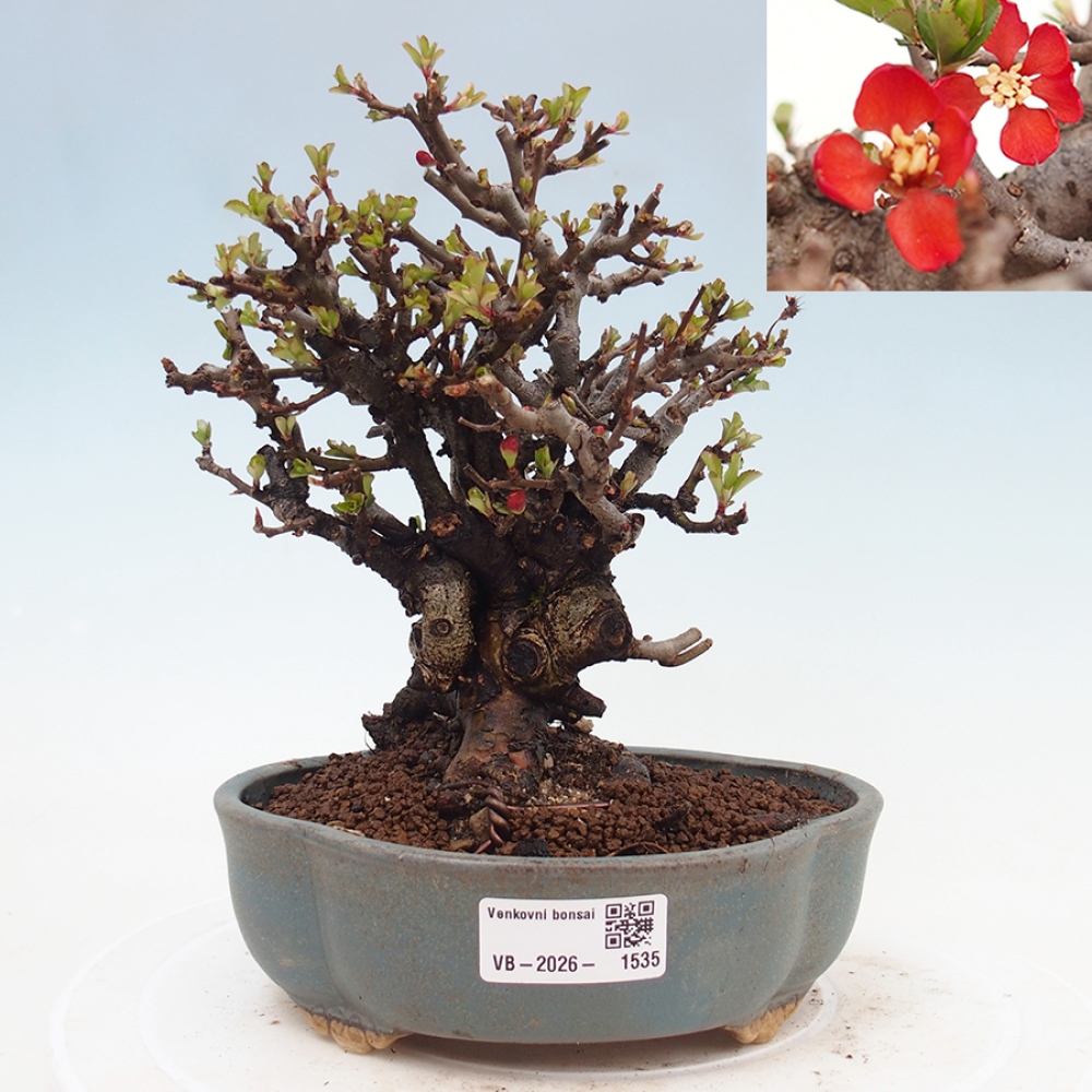 Outdoor bonsai - Chaneomeles speciosa - Quince
