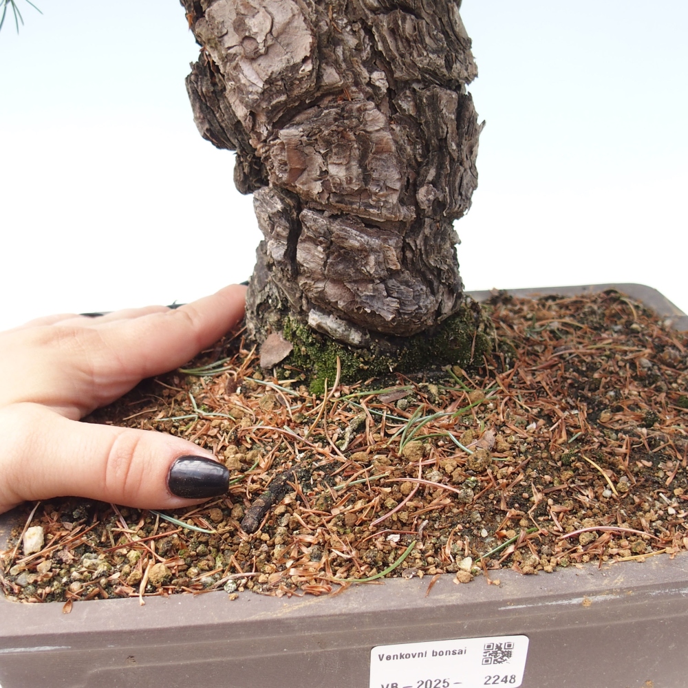 Outdoor bonsai - Pinus parviflora - Small pine tree
