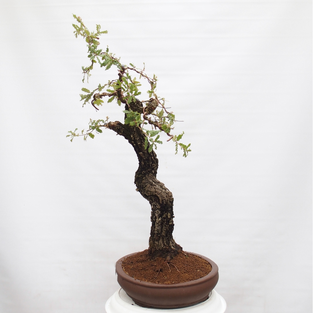 Yamadori - Quercus Ilex - Oak holly