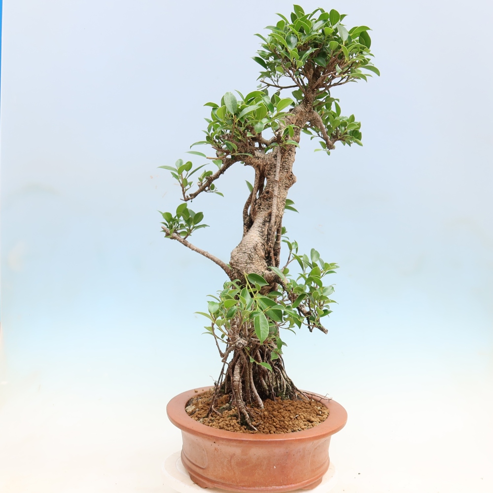 Room bonsai - Ficus kimmen - small-leaved ficus