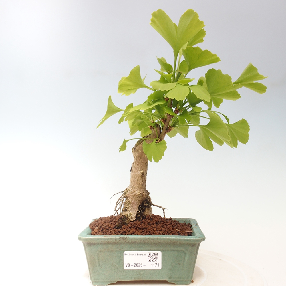 Outdoor bonsai - Ginkgo biloba - Ginkgo biloba