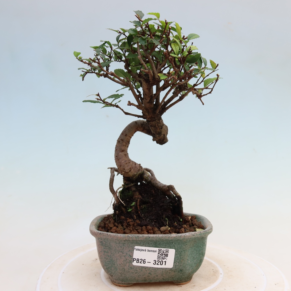 Room bonsai - Ulmus parvifolia - Small-leaved elm