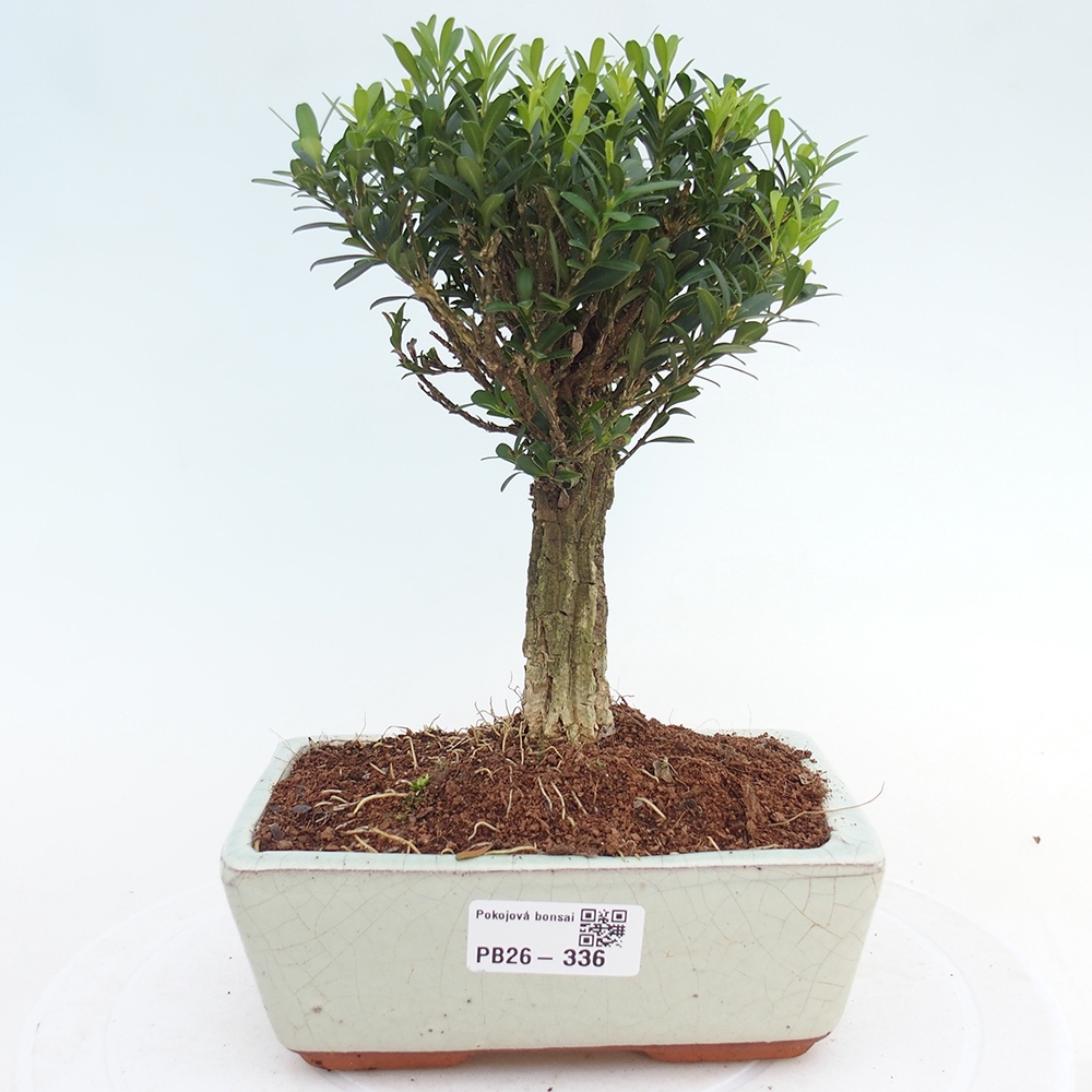 Room bonsai - Buxus harlandii - cork buxus