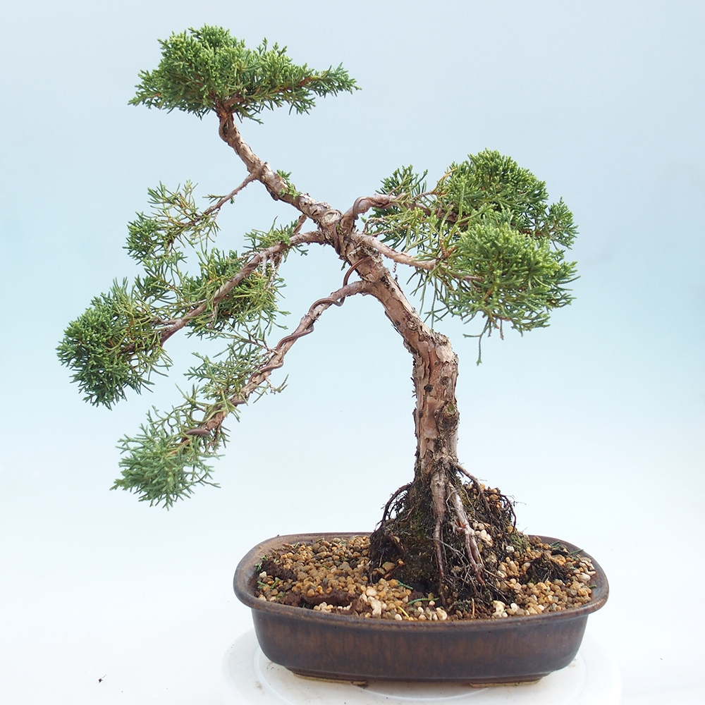 Outdoor bonsai - Juniperus chinensis Kishu - Chinese juniper