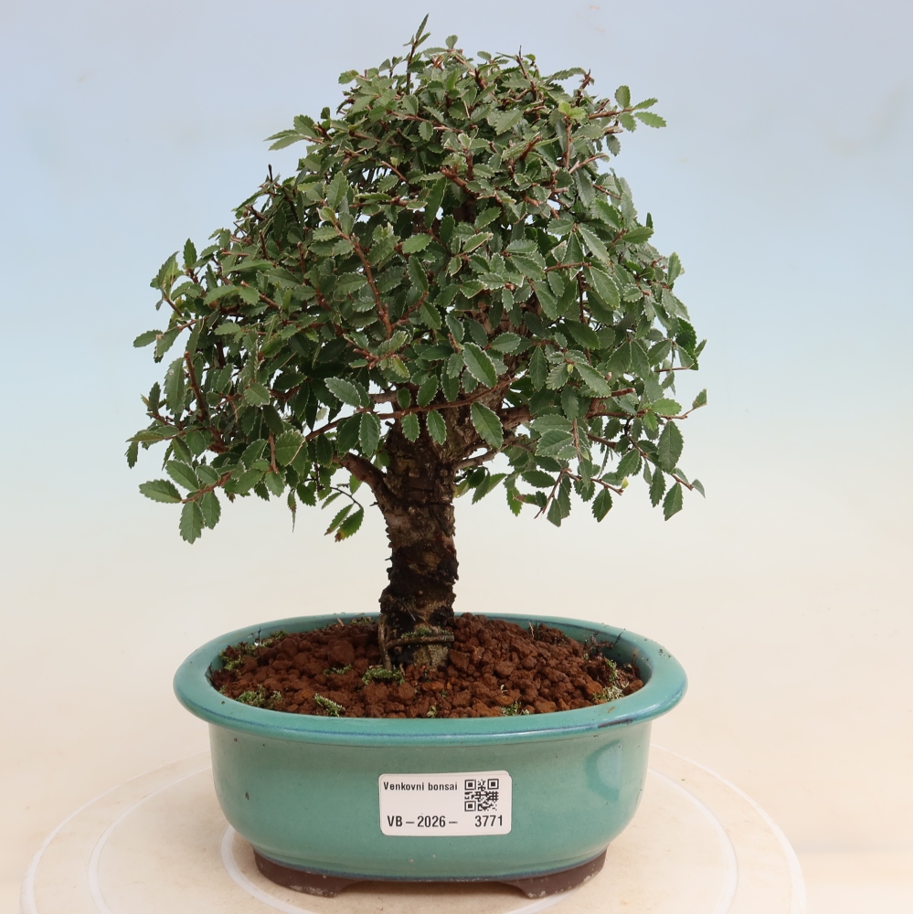 Outdoor bonsai - Zelkova - Zelkova NIRE