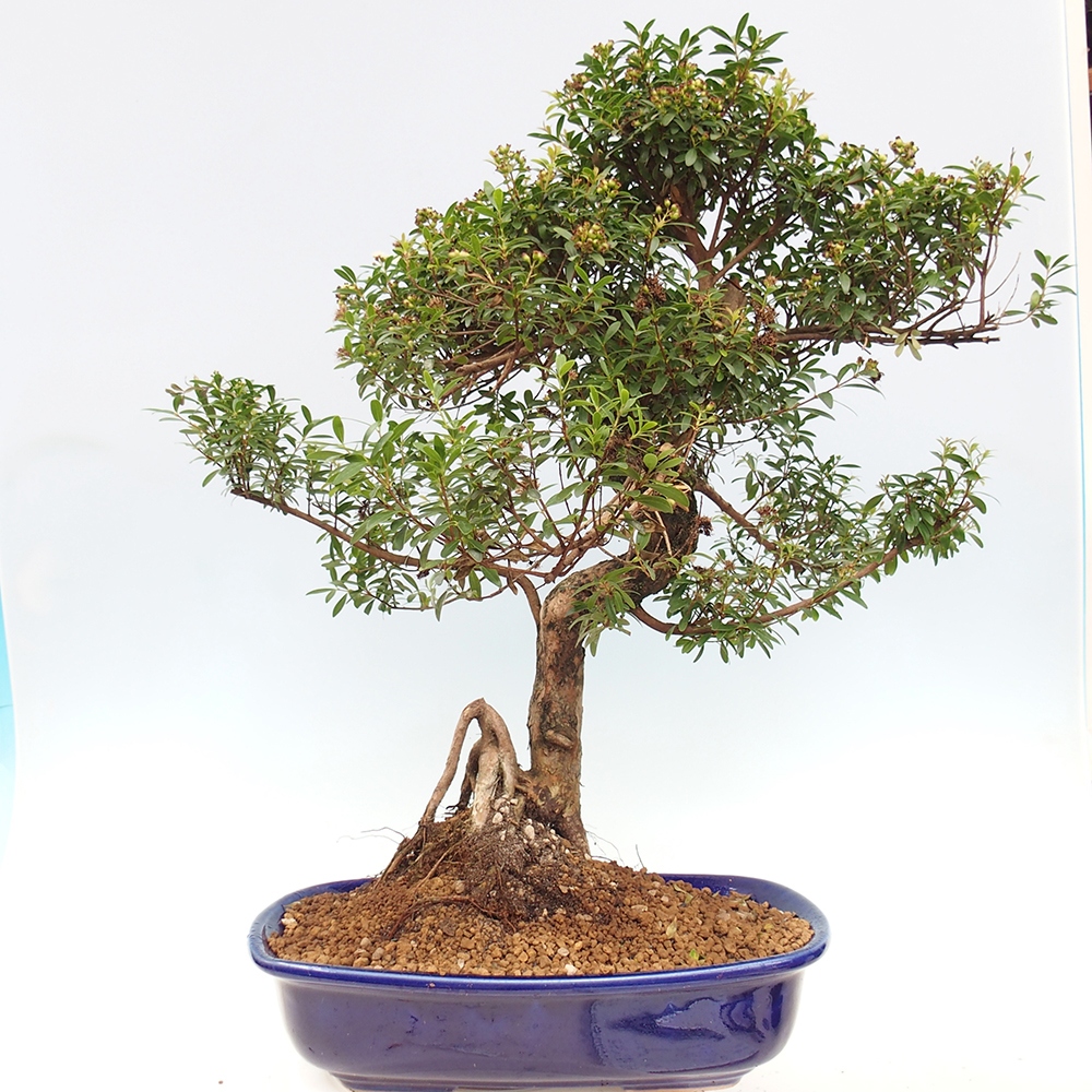 Indoor bonsai - Syzygium - Pimento - PERSONAL COLLECTION ONLY or pallet transport