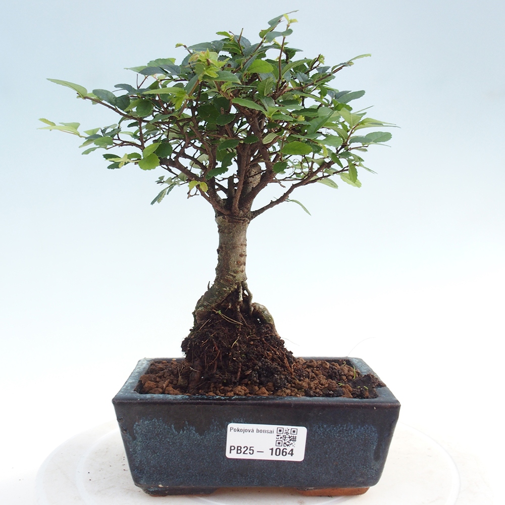 Indoor bonsai - Ulmus parvifolia - Small-leaved elm