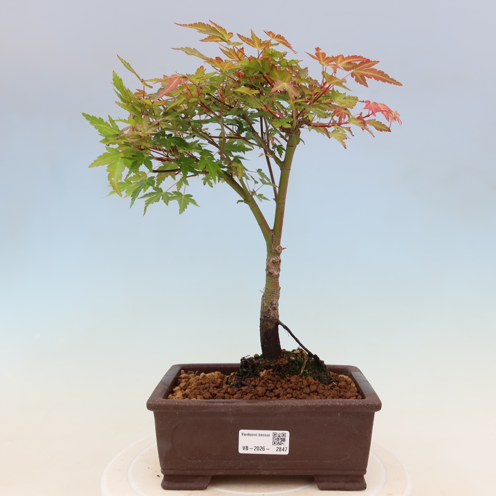 Norway maple - Acer palmatum Beni Tsukasa
