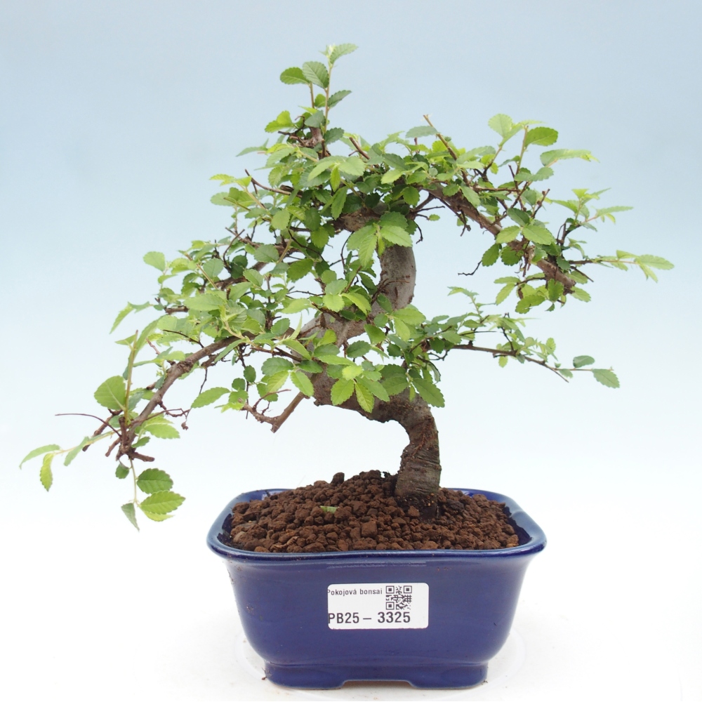 Room bonsai - Ulmus parvifolia - Small-leaved elm