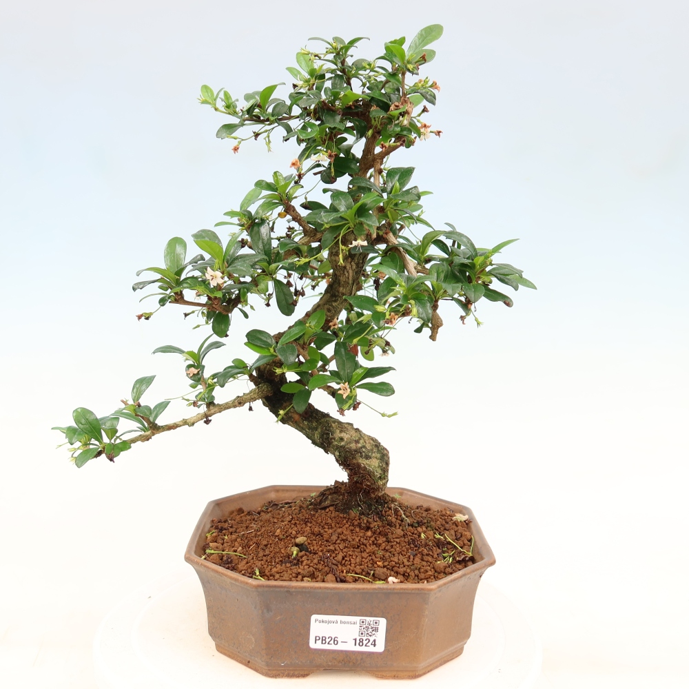 Room bonsai - Carmona macrophylla - Tea fuki
