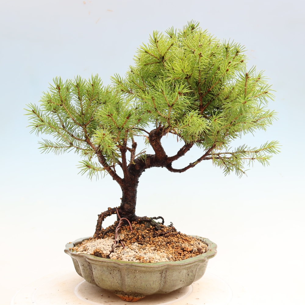 Outdoor Bonsai - Blue Spruce - Picea glauca 'Globe'