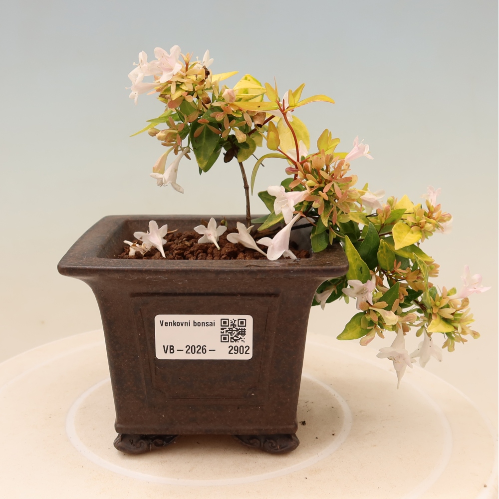 Outdoor Bonsai - Abelia 'Kleidoscope' - Large-flowered Abelia