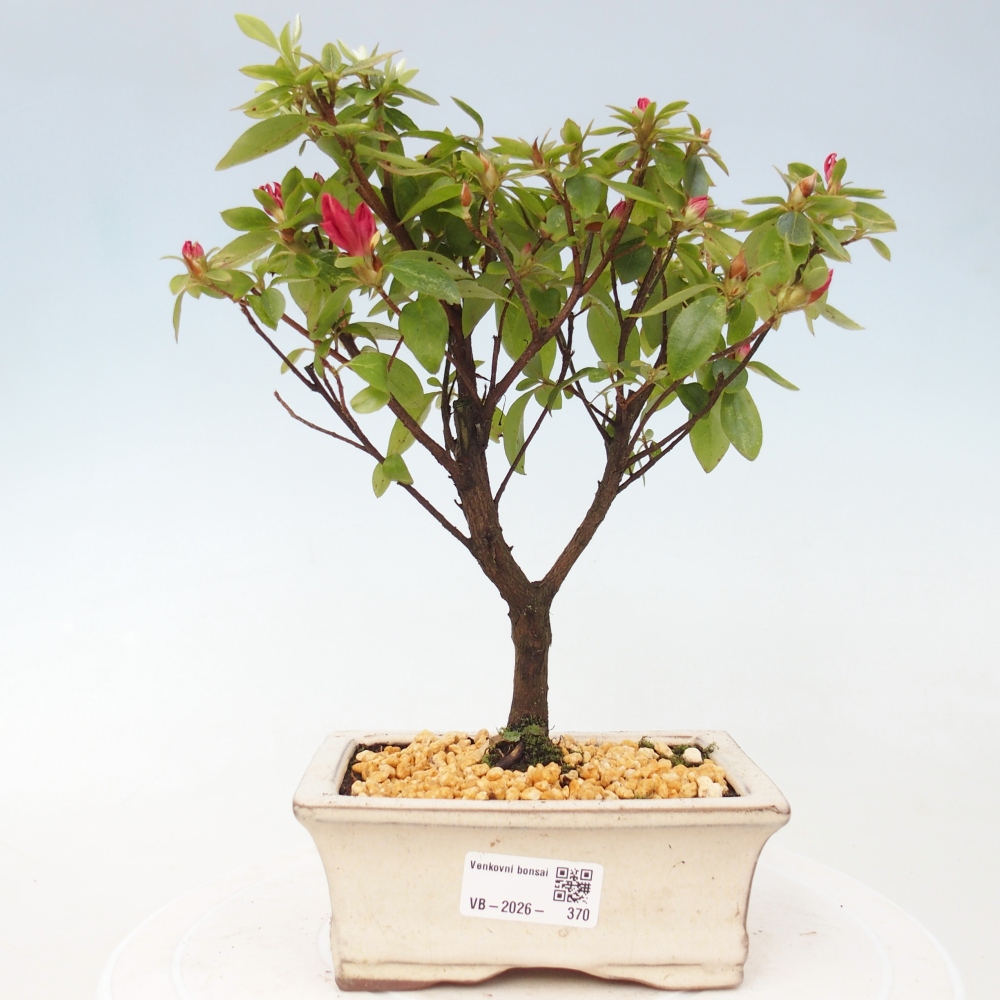 Outdoor bonsai - Japanese azalea - Azalea sp.