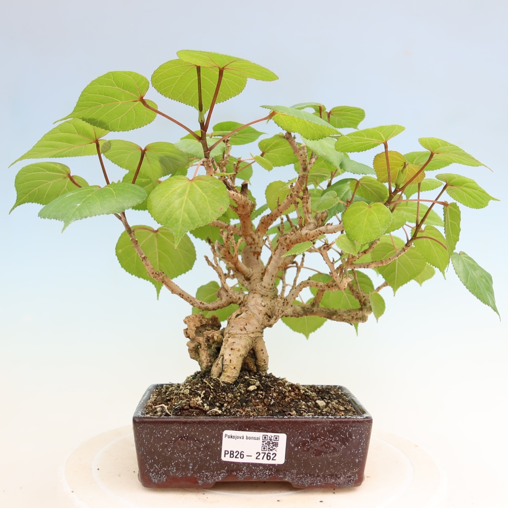 Indoor bonsai - Hibiscus tiliaceus - Sea Hibiscus
