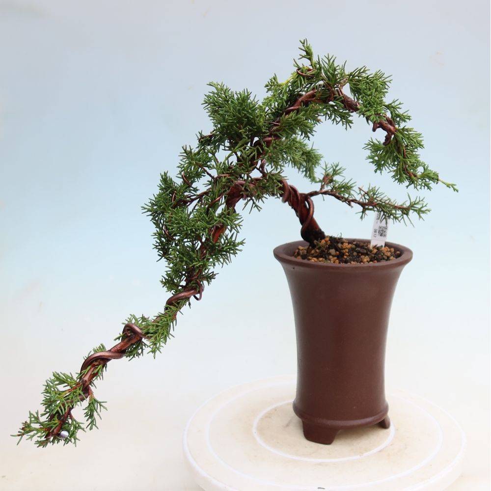 Outdoor bonsai - Juniperus chinensis Kishu
