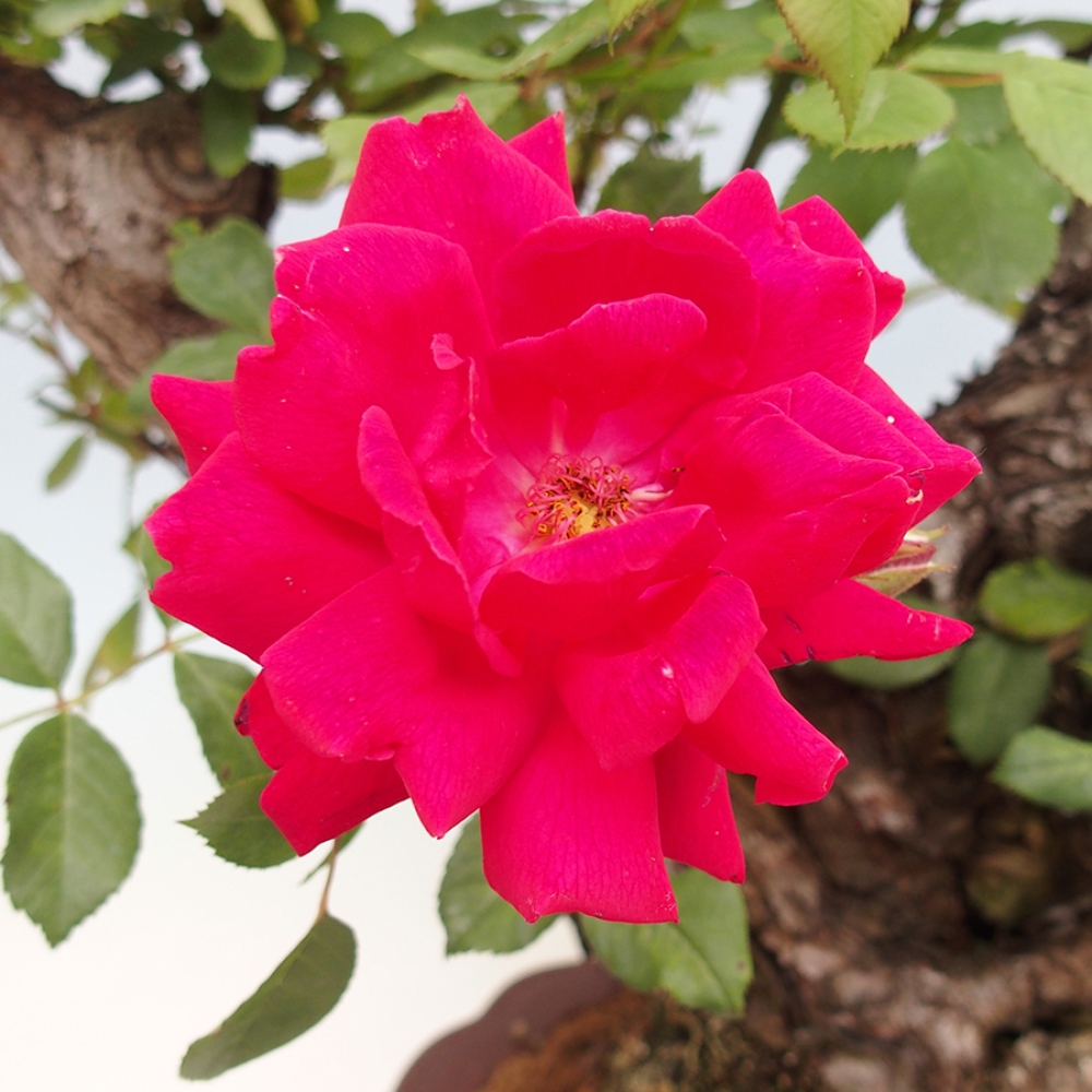 Outdoor bonsai - Rosa Kordes -  rose