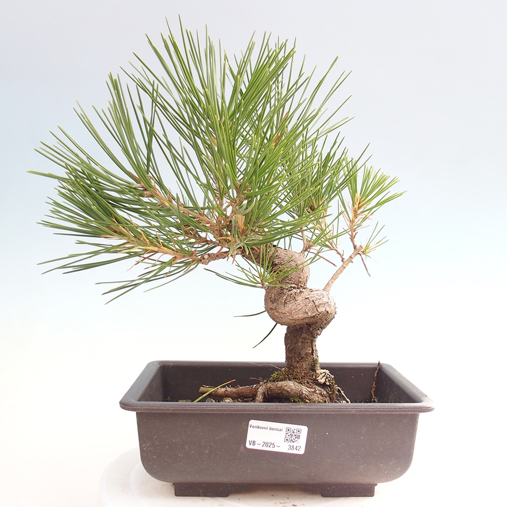 Outdoor bonsai - Pinus thunbergii - Thunberg pine