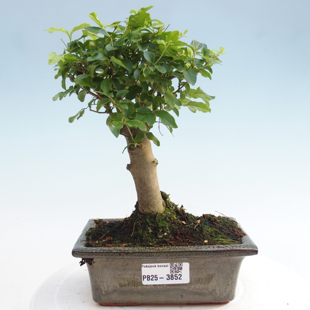 Room bonsai -Ligustrum chinensis - Birds Beak