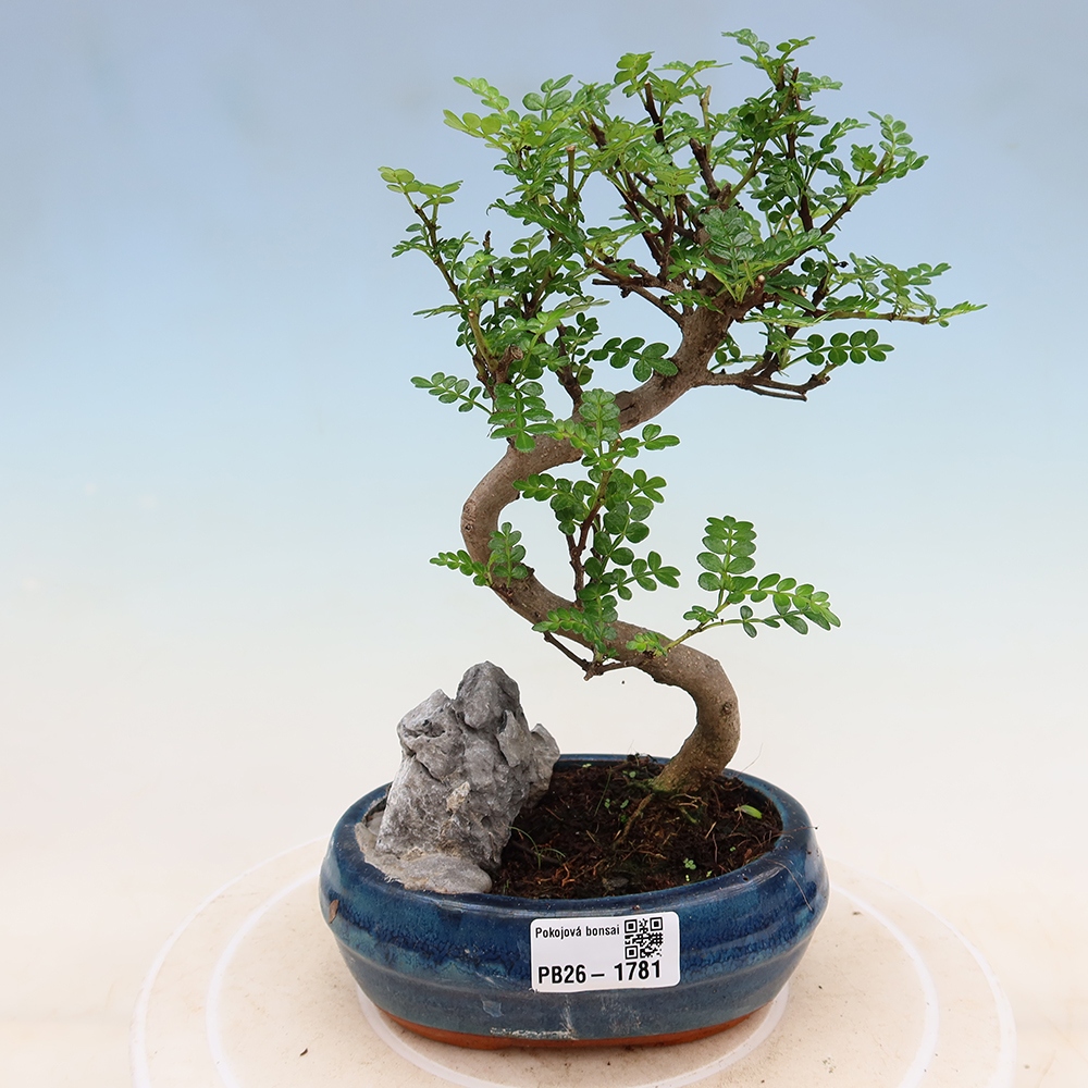 Room bonsai - Zantoxylum piperitum - pepper tree
