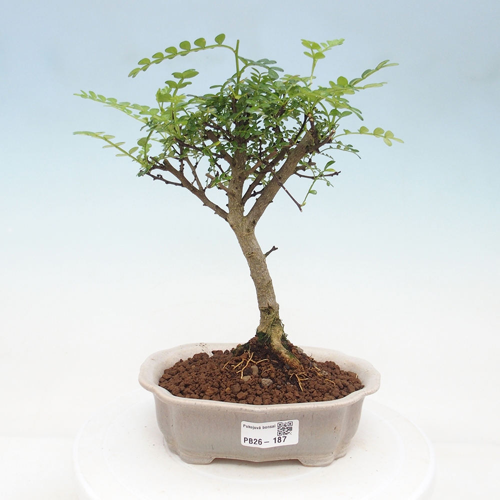 Room bonsai - Zantoxylum piperitum - pepper tree