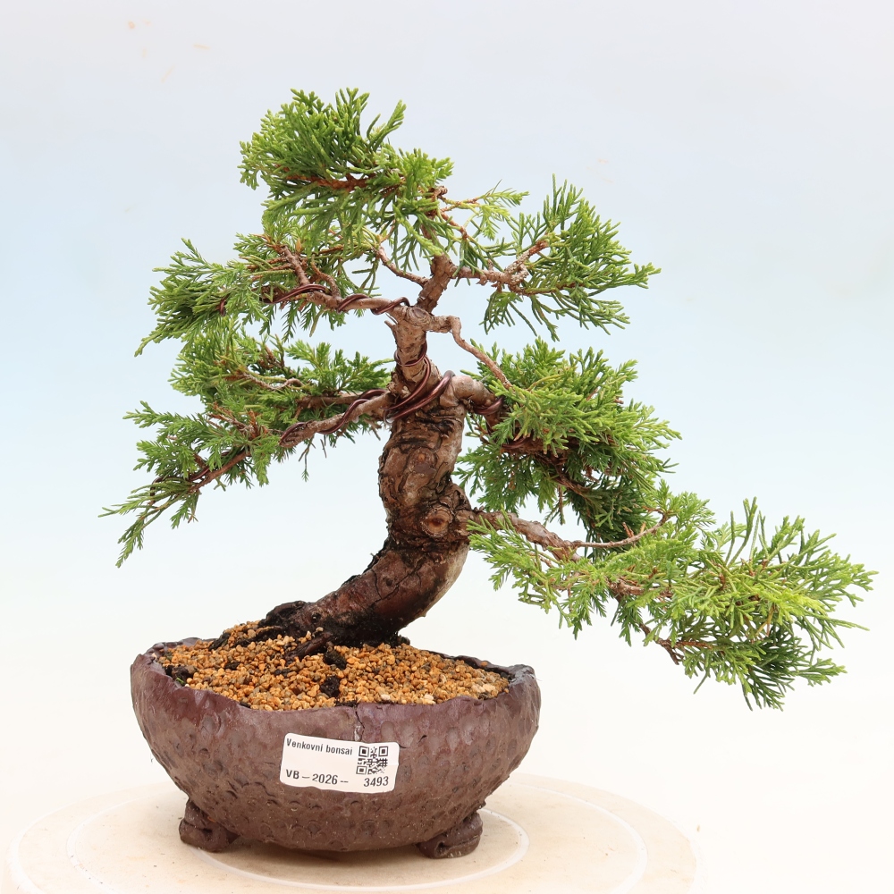 Outdoor Bonsai - Juniperus chinensis Itoigawa - Chinese Juniper