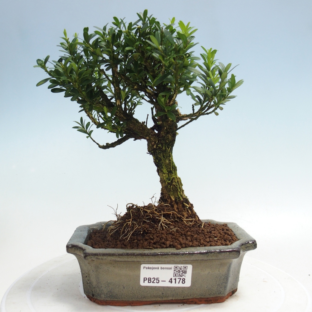 Room bonsai - Buxus harlandii - cork buxus