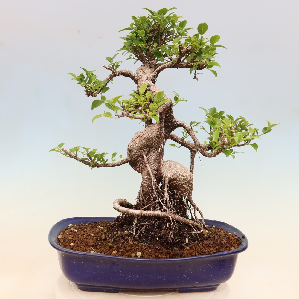 Room bonsai - Ficus kimmen - small-leaved ficus