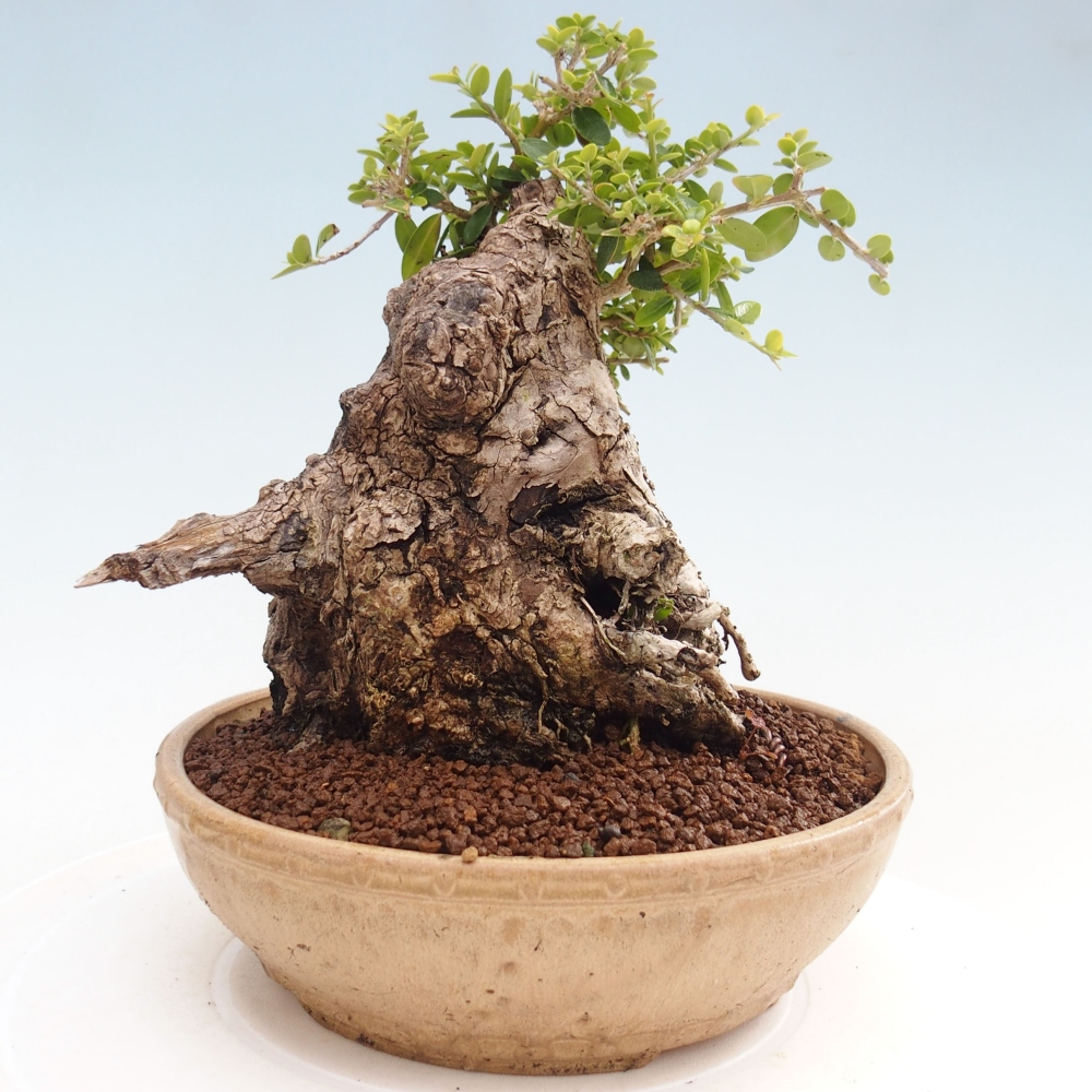 Indoor bonsai - Olea europaea sylvestris - European small-leaved olive oil