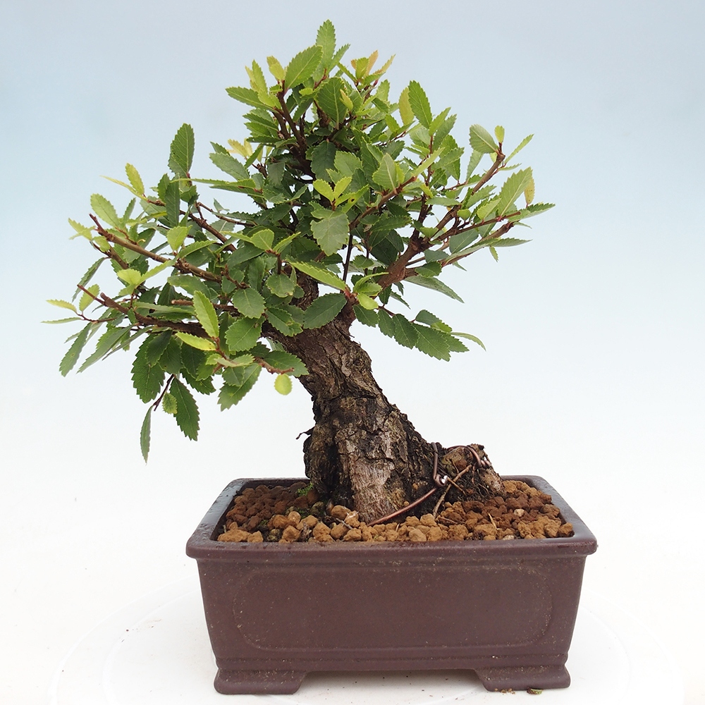 Outdoor bonsai - Zelkova - Zelkova NIRE