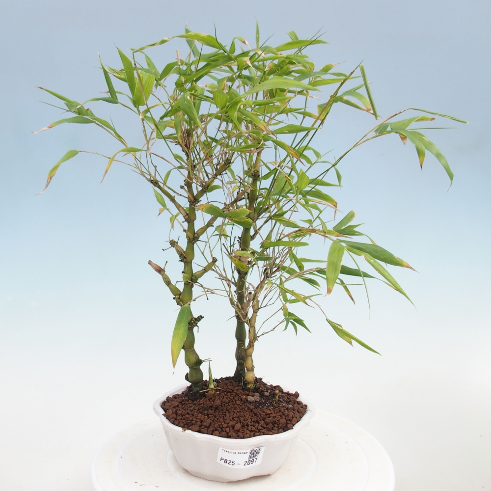 Indoor bonsai - Bamboo Buddha-Bamboo Buddha's belly