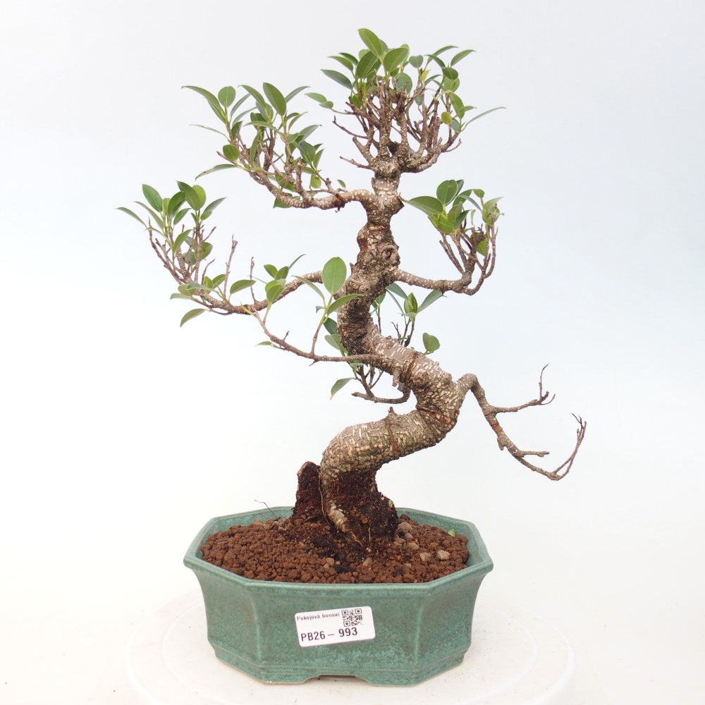 Room bonsai - Ficus retusa - small-leaved ficus