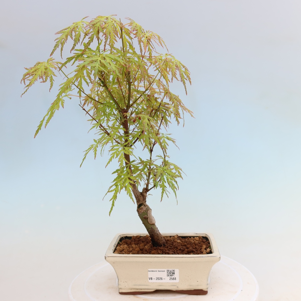 Outdoor Bonsai - Acer palmatum Dissectum - Japanese Maple 