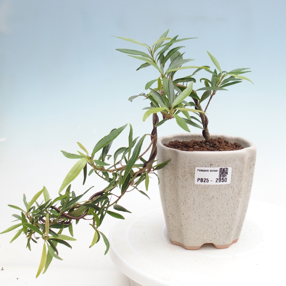 Indoor bonsai - Ficus nerifolia - small-leaved ficus
