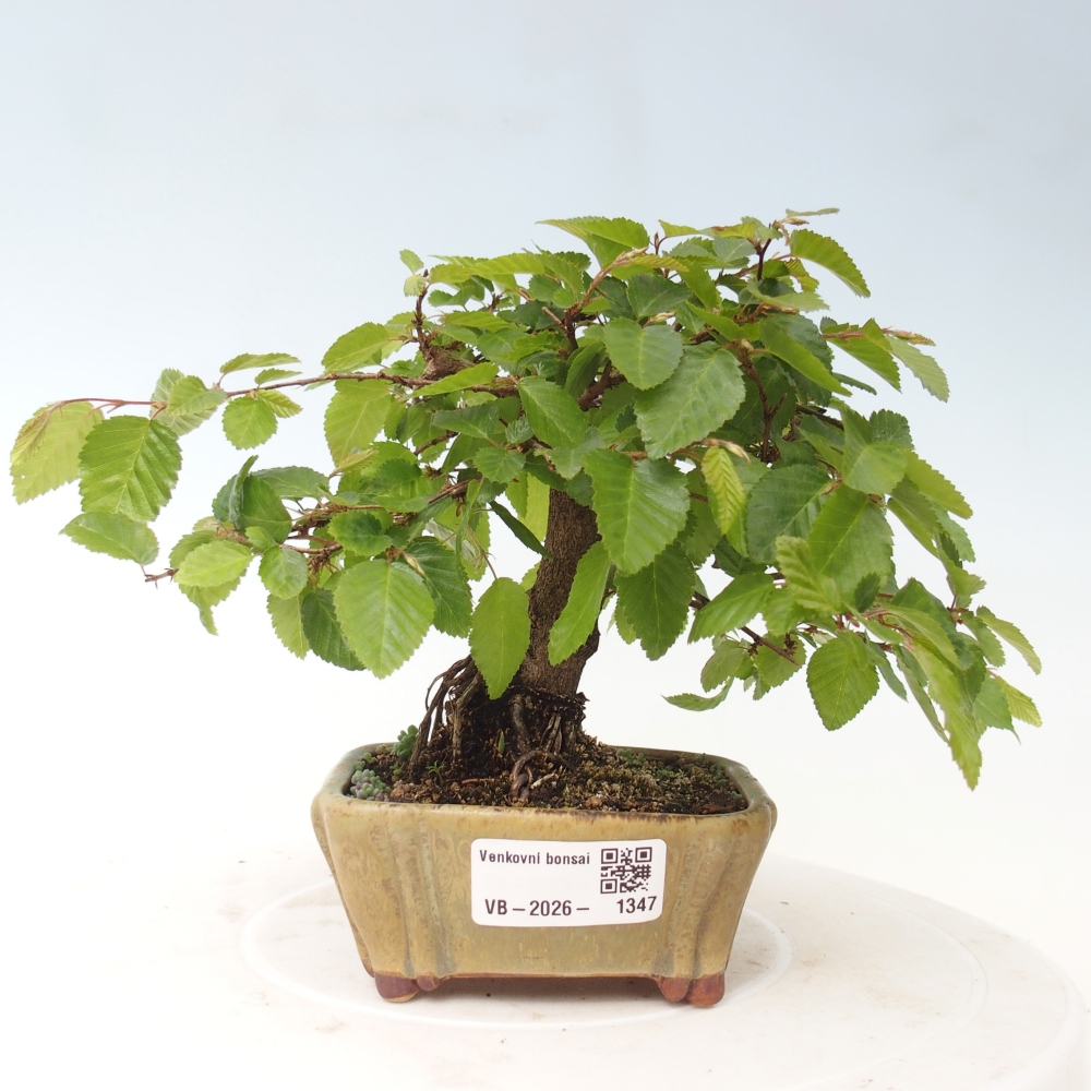 Outdoor bonsai -Carpinus CARPINOIDES - Korean Hornbeam