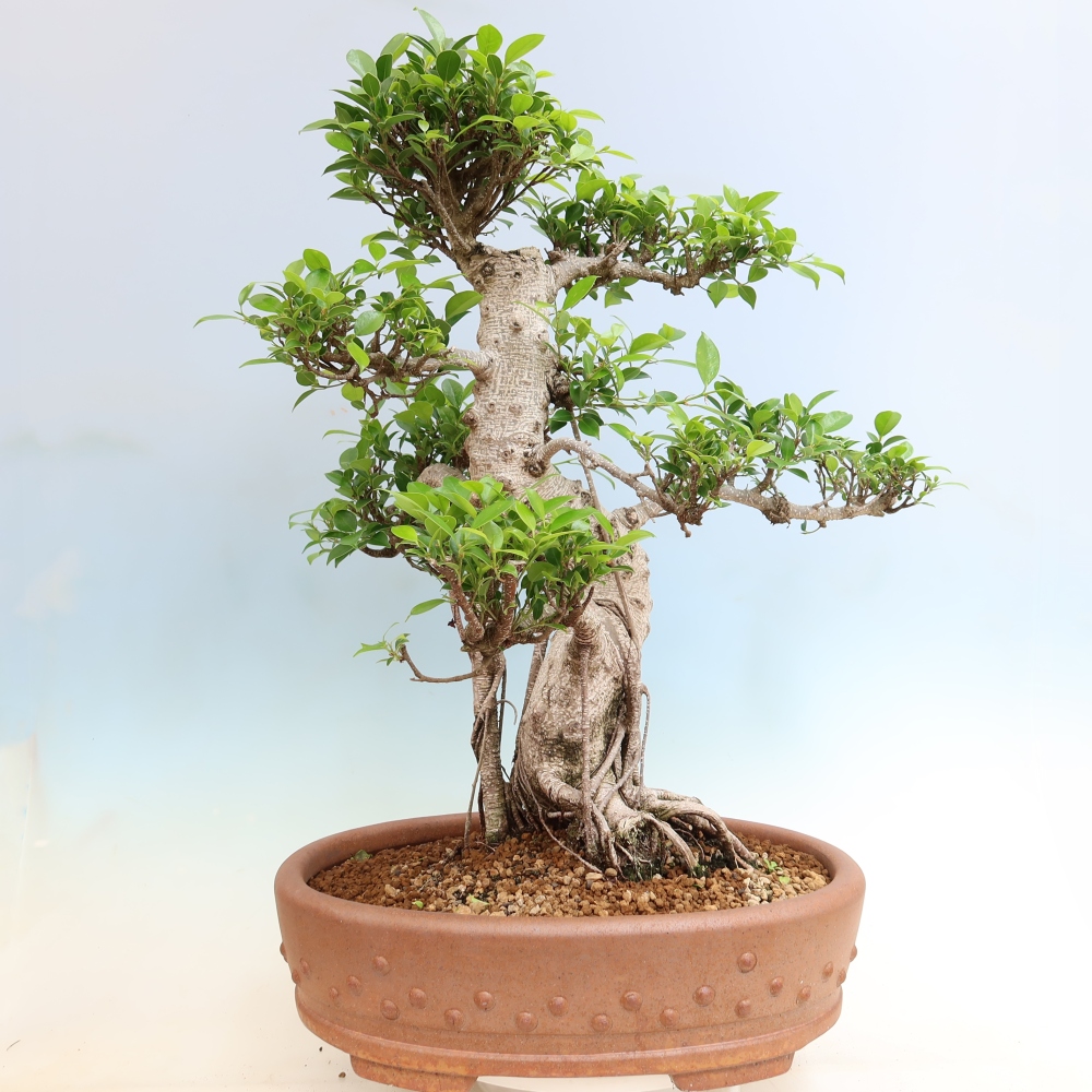 Room bonsai - Ficus kimmen - small-leaved ficus