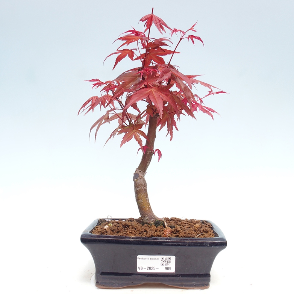 Outdoor bonsai - dlanitolistý Maple - Acer palmatum DESHOJO