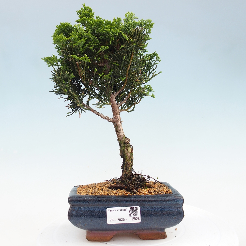 Outdoor bonsai - Cham.pis obtusa Nana Gracilis - Cypress