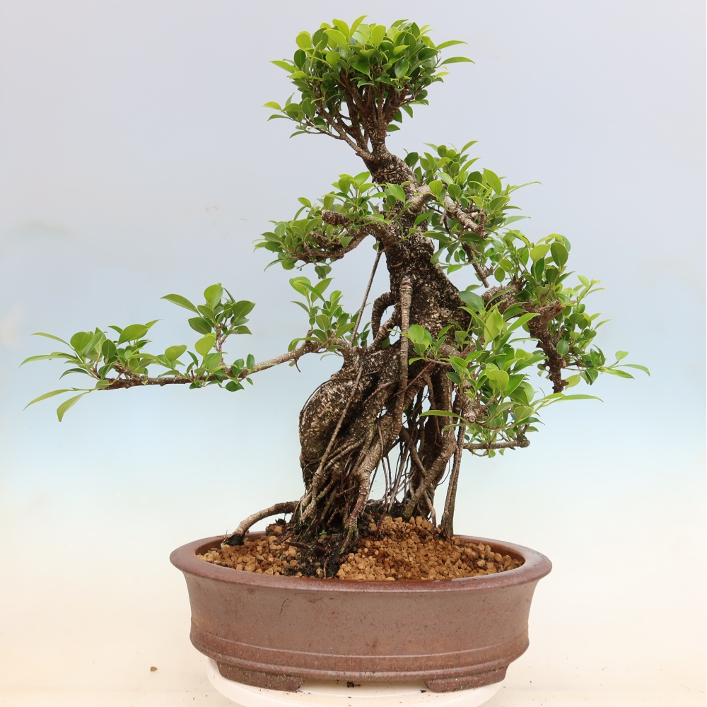Room bonsai - Ficus kimmen - small-leaved ficus