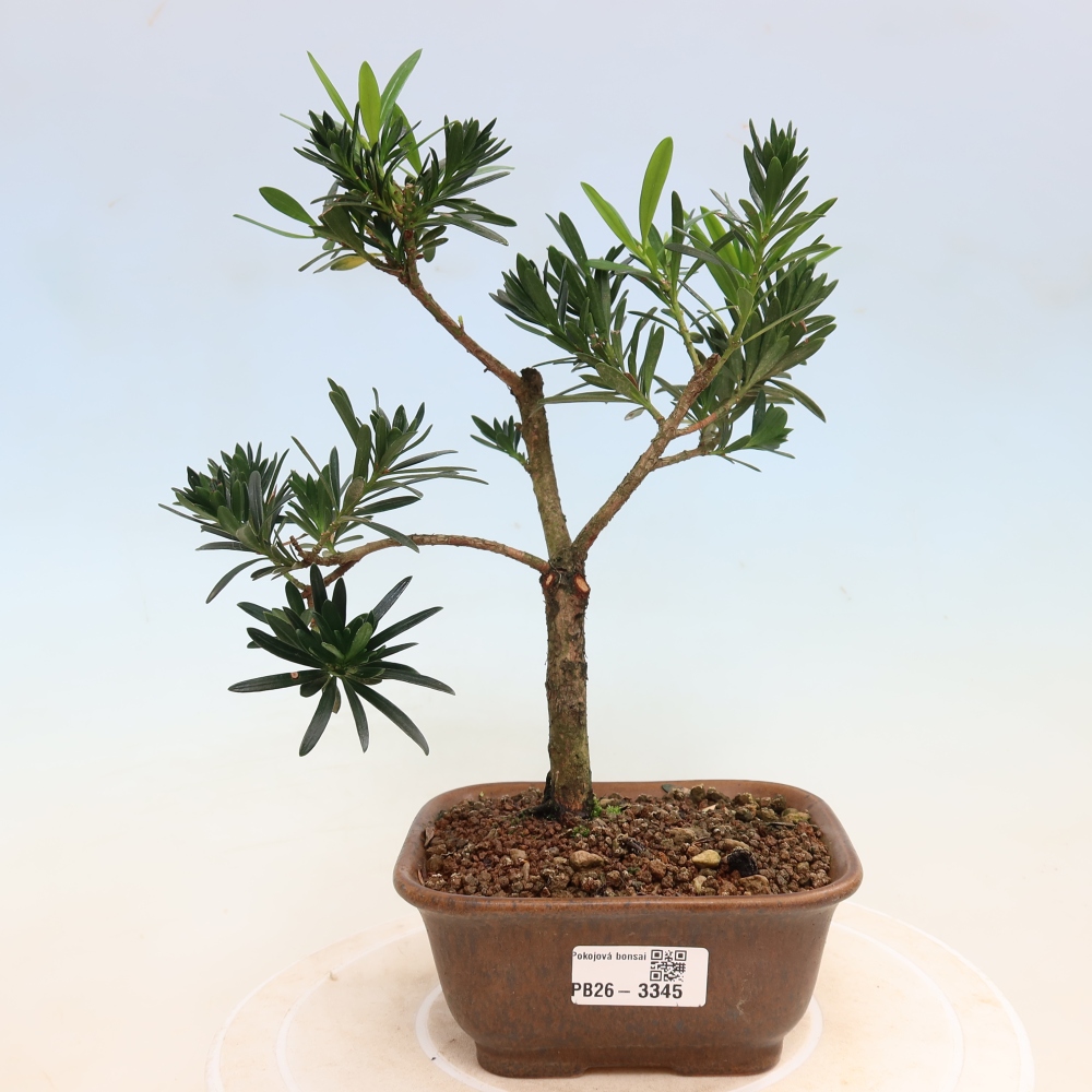 Room bonsai - Podocarpus - Stone Yew
