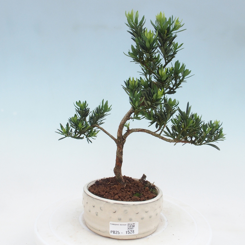 Indoor bonsai - Podocarpus - Stone thous