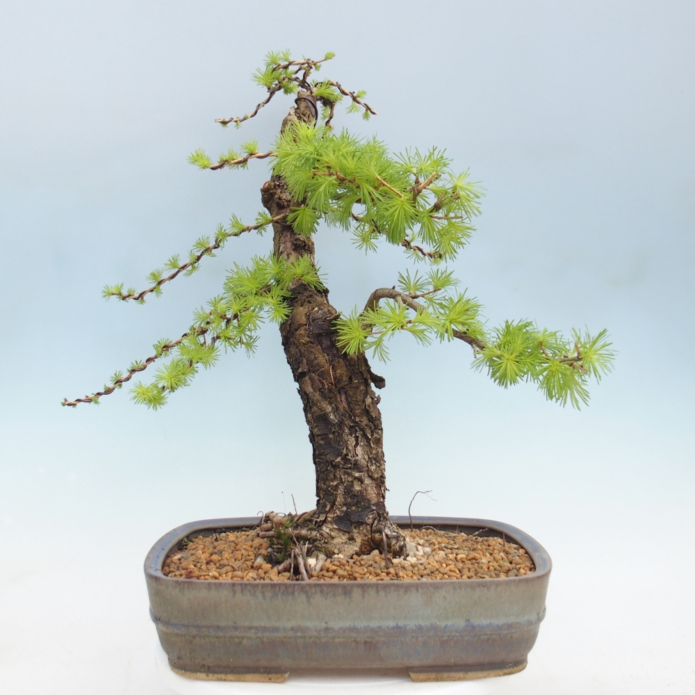Outdoor bonsai -Larix decidua - Larch
