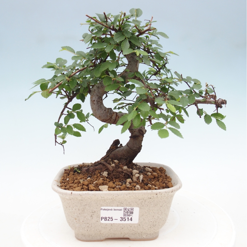 Room bonsai - Ulmus parvifolia - Small-leaved elm