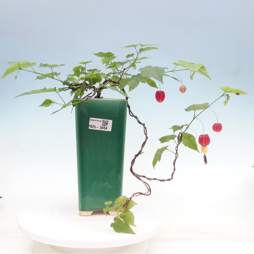 Indoor bonsai - Abutilon Big Bell - Cloudberry
