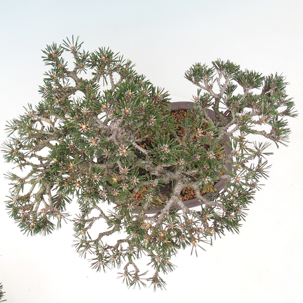 Outdoor bonsai - Pinus thunbergii Kotobuki - Thunberg pine
