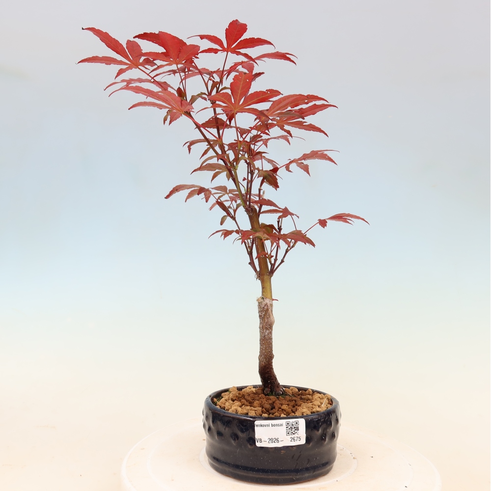 Outdoor bonsai - Acer palm. Atropurpureum-Javor palmate