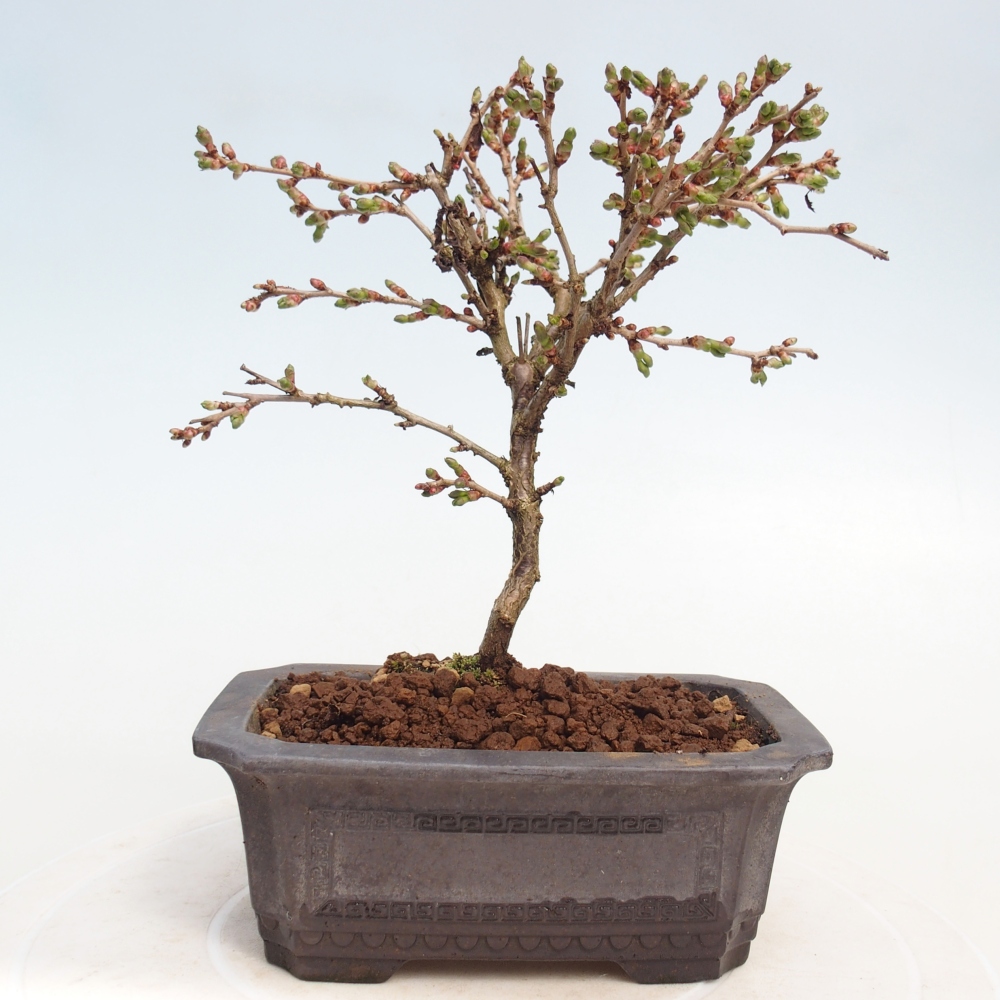 Outdoor bonsai - Prunus incisa Kojou-no mai-Plivon cut out